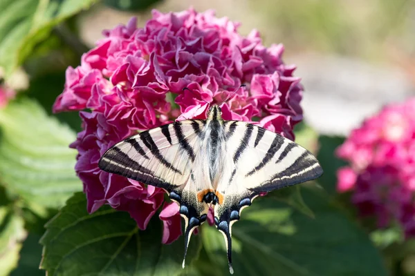 Fecske farok pillangó machaon közelről portré — Stock Fotó