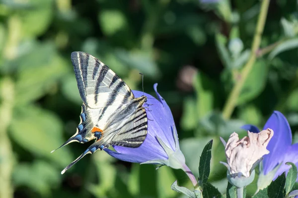 Schwalbenschwanz Schmetterling Machaon Nahaufnahme Porträt — Stockfoto