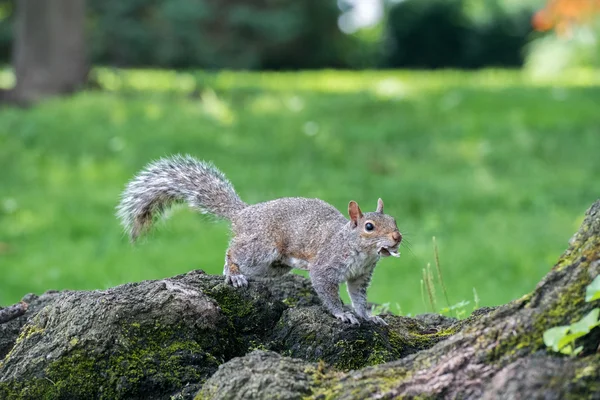 Grauhörnchen auf dem grünen Porträt schauen Sie an — Stockfoto