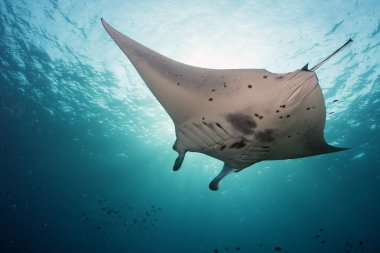 Manta su altında mavi okyanus arka planda 
