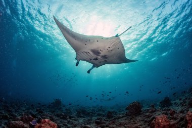 Manta underwater in the blue ocean background  clipart