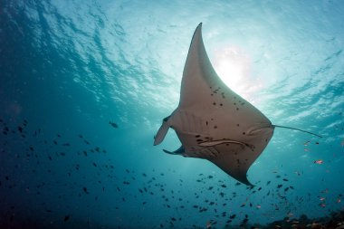 Manta su altında mavi okyanus arka planda 