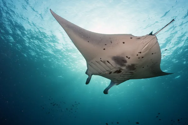 Manta subaquática no fundo azul do oceano — Fotografia de Stock