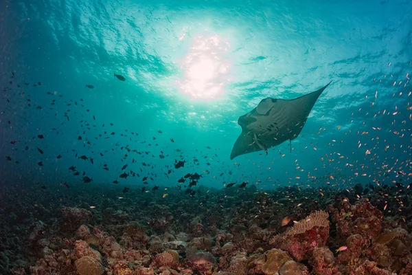Manta under vattnet i blå havet bakgrunden — Stockfoto