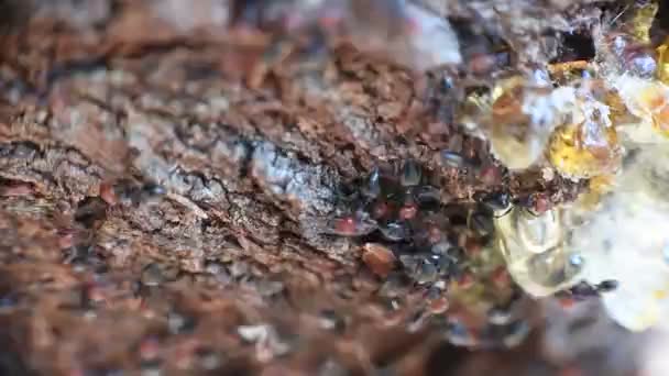 Red head ant honeypot Myrmecocystus close up macro — Stock Video