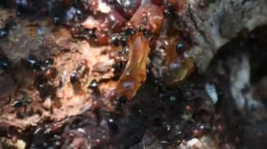 Kırmızı kafa karınca bal küpü Myrmecocystus kadar makroyu kapatın.
