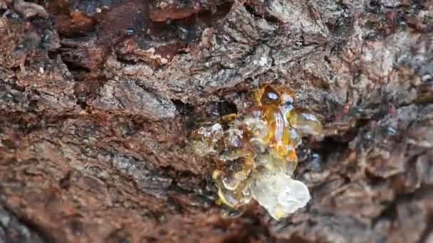 Miele di formica rossa Myrmecocystus da vicino macro — Video Stock