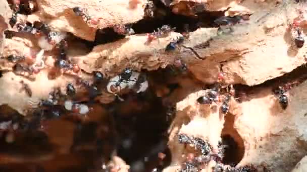 Červená hlava mravenčí honeypot Myrmecocystus zblízka makro — Stock video