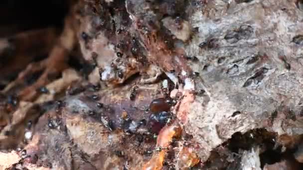 Kırmızı kafa karınca bal küpü Myrmecocystus kadar makroyu kapatın. — Stok video