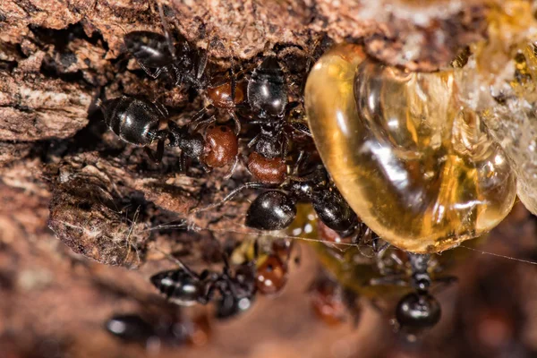 Kırmızı kafa karınca bal küpü Myrmecocystus kadar makroyu kapatın. — Stok fotoğraf