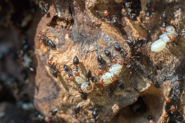 Czerwona głowa ant honeypot Myrmecocystus bliska makro — Zdjęcie stockowe