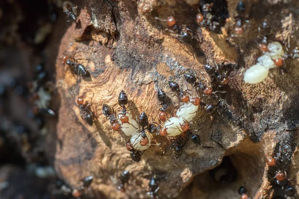 Formiga cabeça vermelha honeypot Myrmecocystus close up macro — Fotografia de Stock