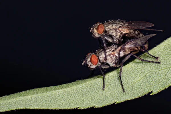 Apareamiento aislado de la mosca en el fondo negro — Foto de Stock