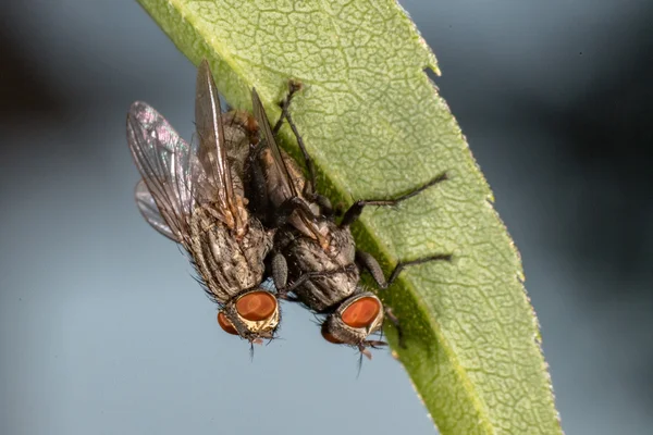 Isolated fly mating on the black background — Stock Photo, Image