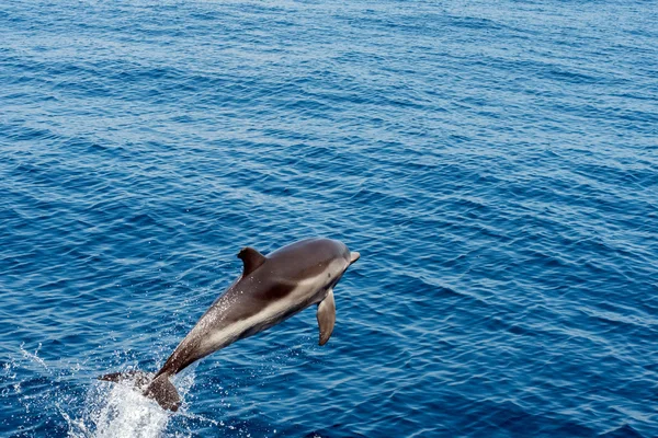 Golfinho enquanto salta no mar azul profundo — Fotografia de Stock