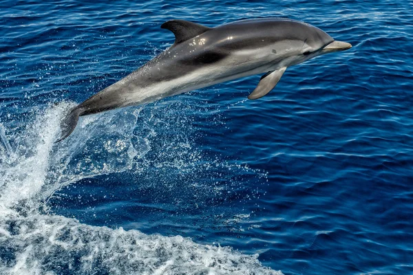 Dolphin while jumping in the deep blue sea — Stock Photo, Image