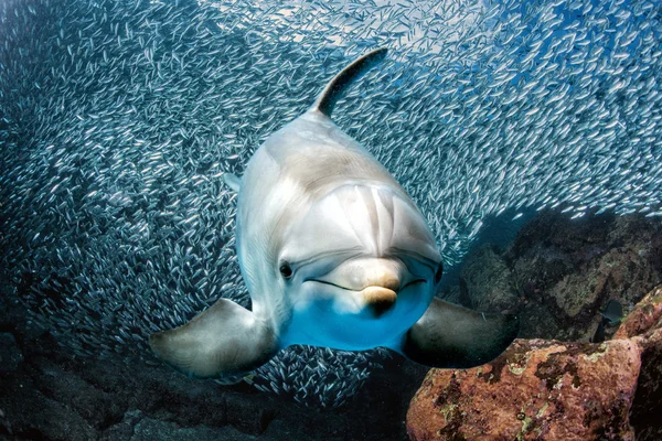 Delfino sott'acqua sulla barriera corallina sguardo da vicino — Foto Stock