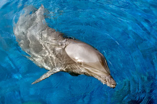 Dolphin usmívající se oko zblízka portrétní detail — Stock fotografie