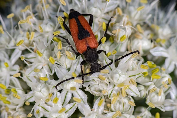 Insecto beatle rojo y negro en flor de cebolla —  Fotos de Stock