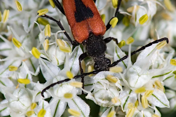 Kırmızı ve siyah beatle böcek soğan çiçek üzerinde — Stok fotoğraf