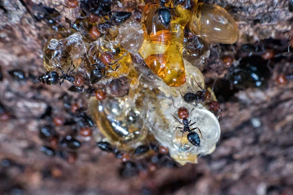 Рыжий муравейник Myrmecocystus close up — стоковое фото