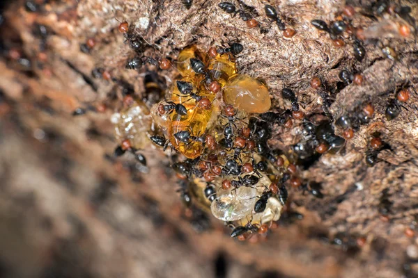 Tête rouge pot de miel Myrmecocystus close up — Photo