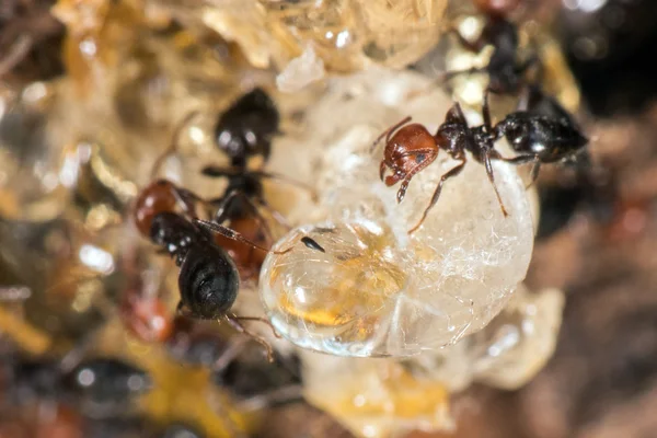 Red head ant honeypot Myrmecocystus close up — Stock Photo, Image