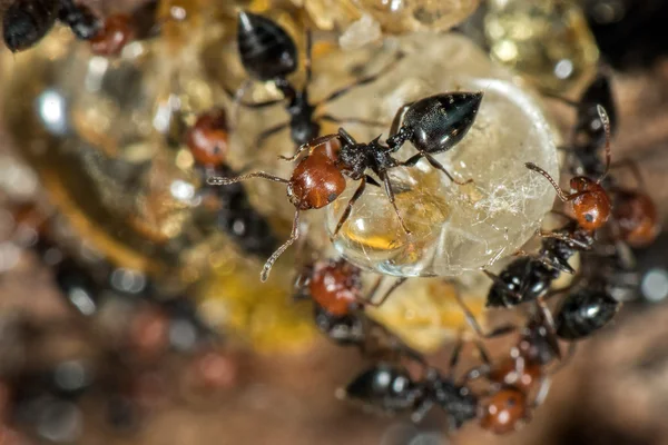 Red head honeypot kepala semut Myrmecocystus menutup — Stok Foto