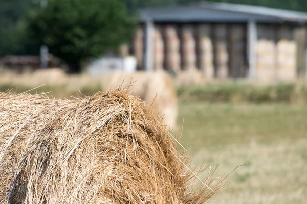 Embalado de pacas de heno cosechadas bolas de forraje listo — Foto de Stock