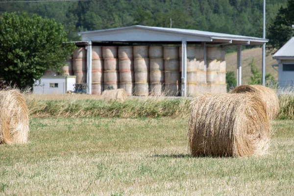 Belę siana pakowane zebranych pastewnych kulki gotowy — Zdjęcie stockowe