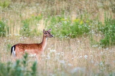 alageyik izole gece sana bakmak