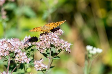 Amerikalı küçük bakır kelebek kapatmak dikey