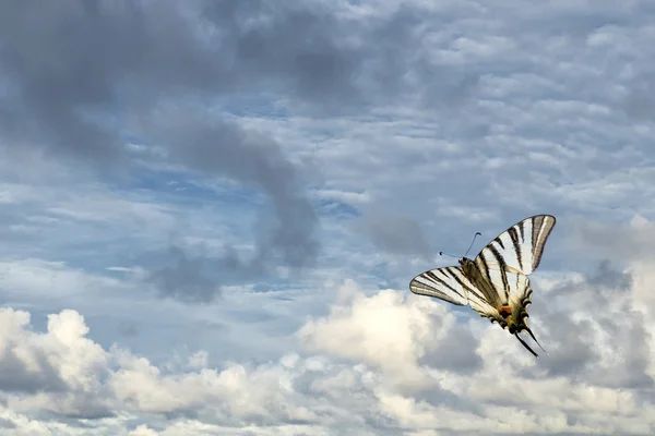 Vlaštovka ocas motýl machaon zblízka portrétní — Stock fotografie