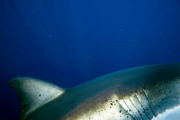 Grote witte haai klaar om te vallen onder water dicht omhoog — Stockfoto