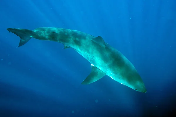 Great White shark ready to attack underwater close up — Stock Photo, Image