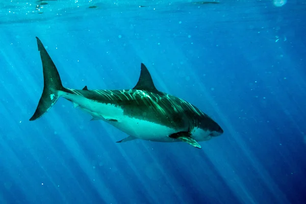 Nagy fehér cápa készen áll a támadásra víz alatti zár-megjelöl — Stock Fotó