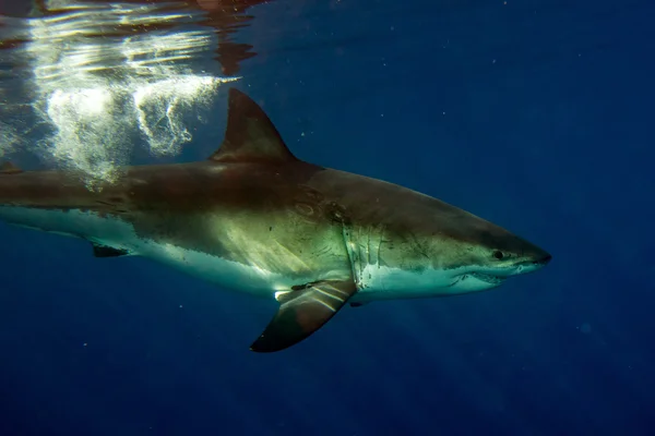 Gran tiburón blanco listo para atacar bajo el agua de cerca — Foto de Stock