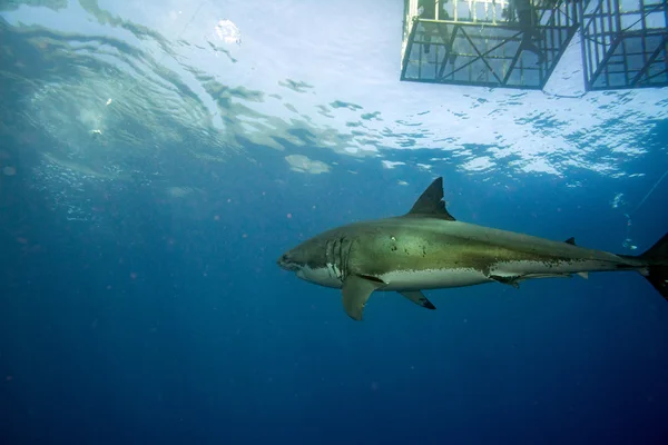 Прыжок в клетку с белой акулой, готовой к атаке — стоковое фото