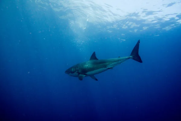 Great White shark ready to attack underwater close up — Stock Photo, Image