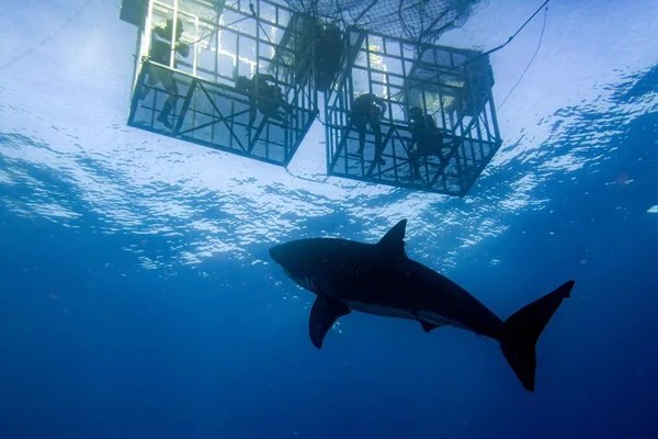Прыжок в клетку с белой акулой, готовой к атаке — стоковое фото