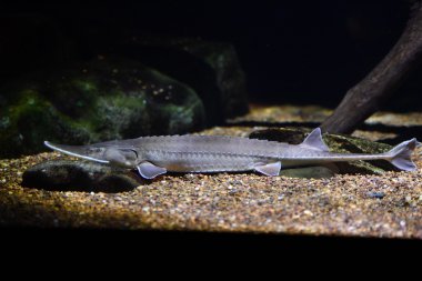 shovelnose mersin balığı balık suyun altında portre kadar kapatın