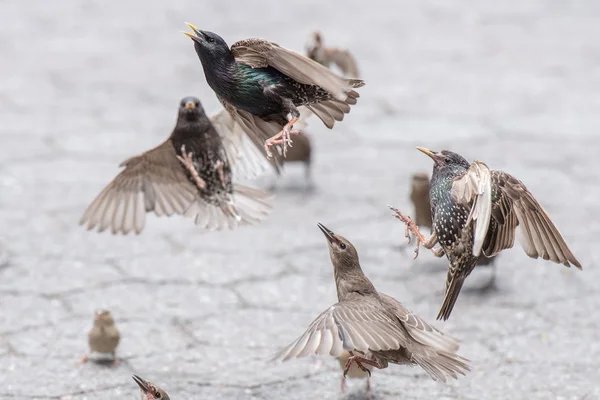 Pájaros luchando por comida detalle de cerca — Foto de Stock