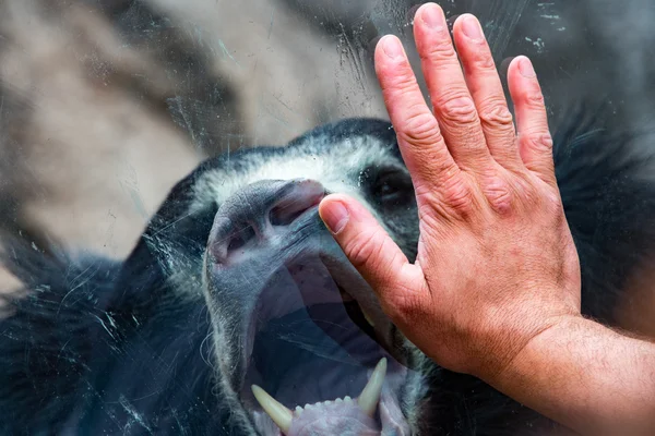 Hand on window with Sloth black asian bear — Stock Photo, Image