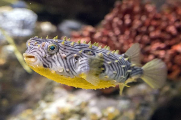 Gestreepte burrfish onderwater close-up macro detail — Stockfoto