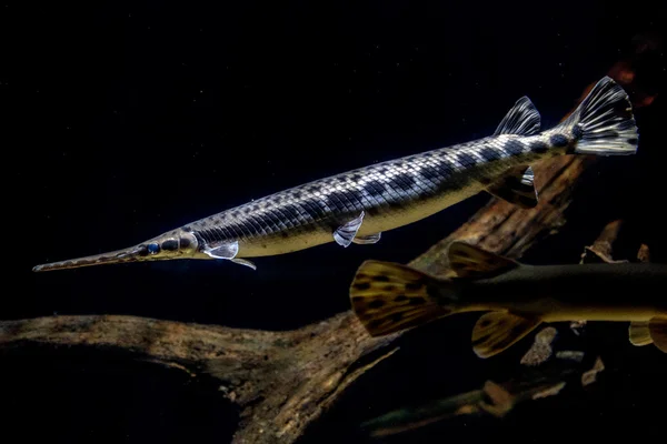 Алігатор ловить рибу під водою крупним планом макро — стокове фото