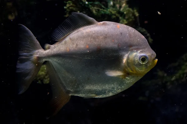 Redhook gözü nitelik balık portre undrwater kadar kapatın — Stok fotoğraf