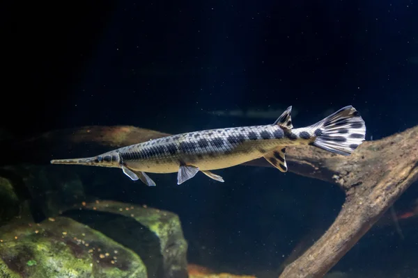 Alligator gar peixe subaquático fechar macro — Fotografia de Stock