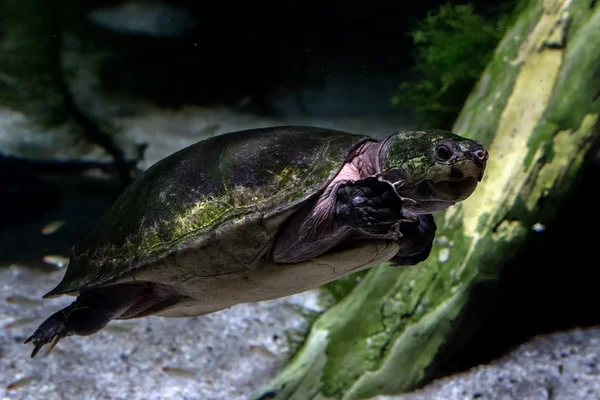 Gran cabeza sideneck tortuga bajo el agua de cerca —  Fotos de Stock