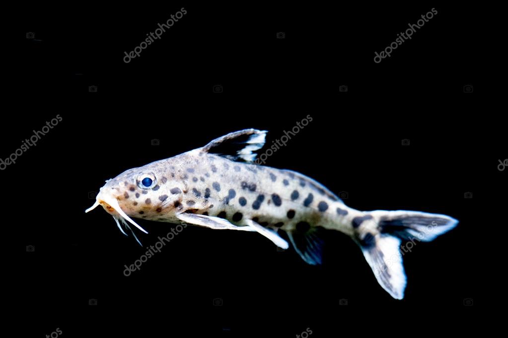 White sucker mouth catfish on black isolated — Stock Photo
