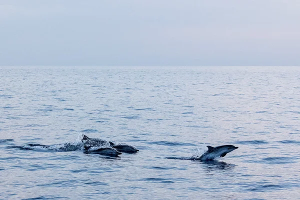 Дельфин во время прыжка в глубокое синее море на закате — стоковое фото